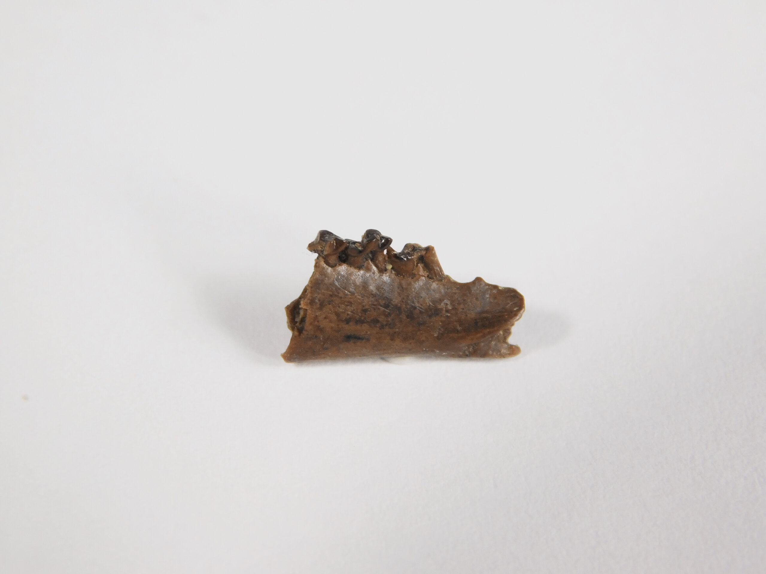 Pediomys krejcii - Image 2