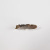 Pediomys krejcii - Image 4
