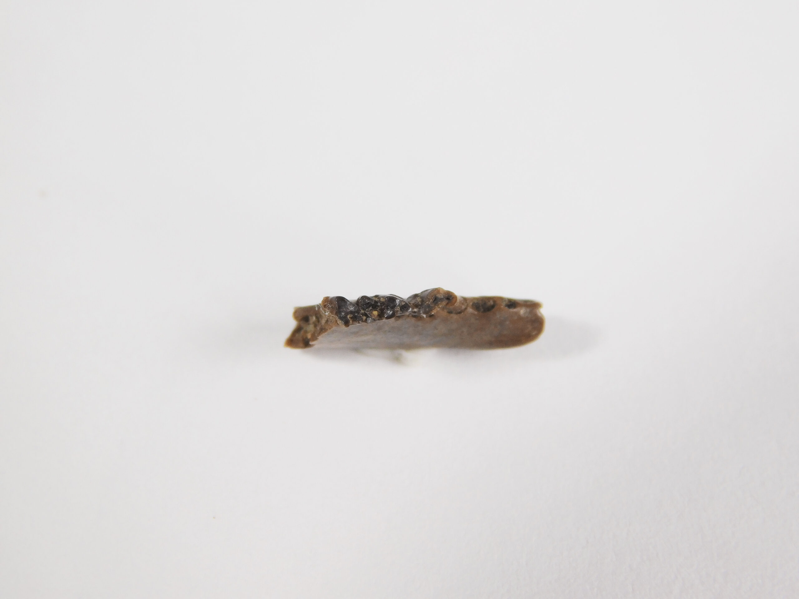 Pediomys krejcii - Image 3