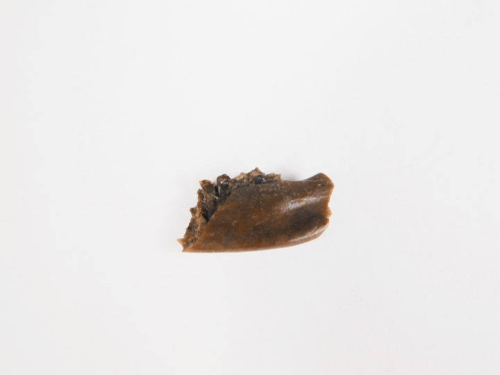 Pediomys krejcii