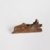 Gypsonictops illuminatus Lillegraven - Image 3