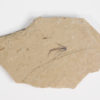 Eocene Bird feather, The Natural Canvas