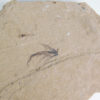 Eocene Bird feather, The Natural Canvas