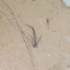 Eocene Bird feather, The Natural Canvas