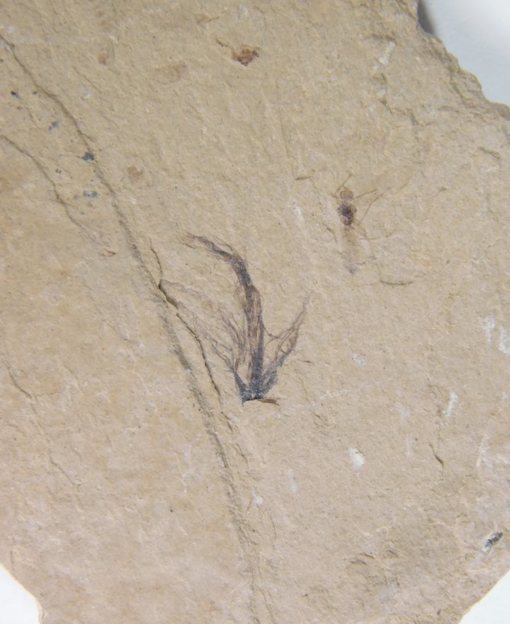 Eocene Bird feather, The Natural Canvas