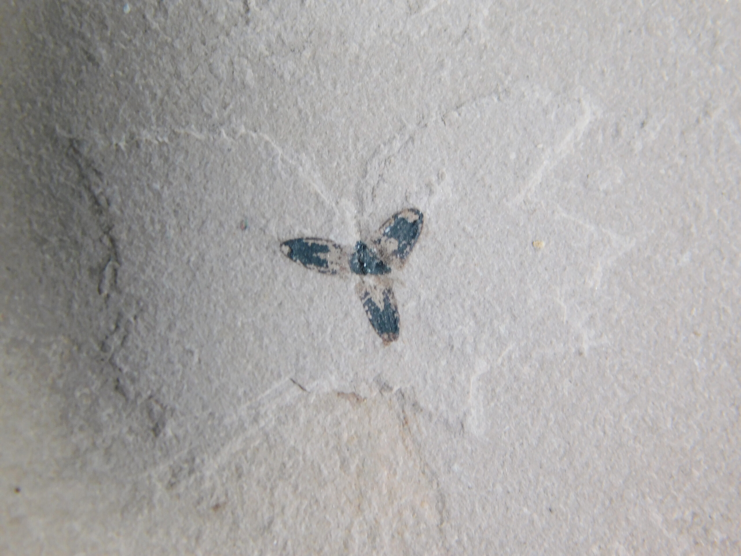 Phoenix windmillis Allen 2015 - Image 4