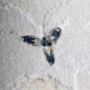 Phoenix windmillis Allen 2015 - Image 2
