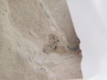 Phoenix windmillis Allen 2015