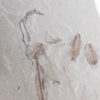 Two insects and leaf - Image 4