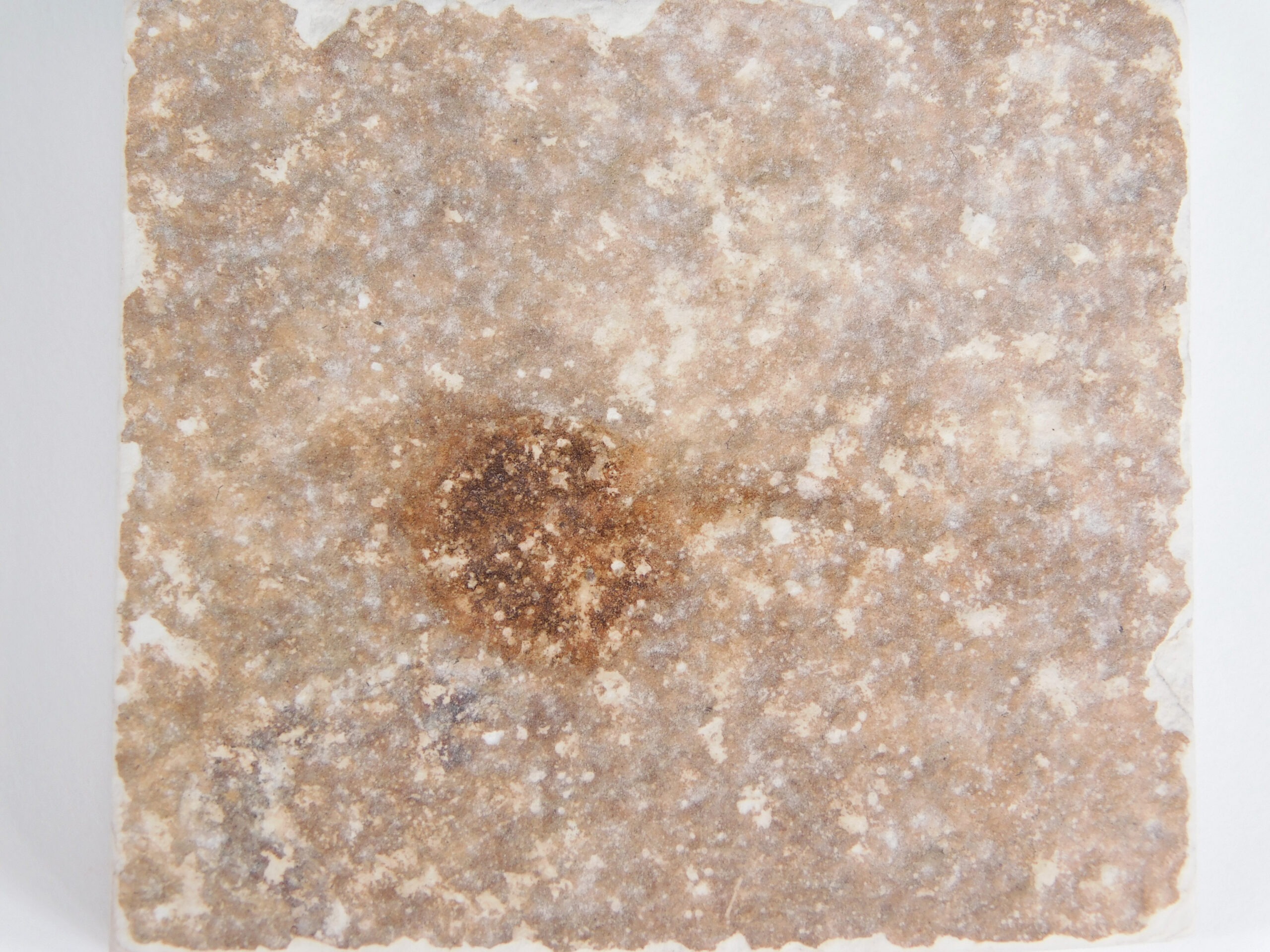 Eocene Seed
