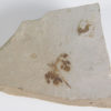 Eocene Leaf - Image 3