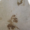 Eocene Leaf - Image 4
