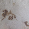 Eocene Leaf - Image 5