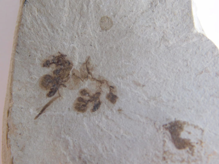 Eocene Leaf