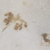 Eocene Leaf - Image 2