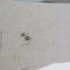 Seed - Image 3