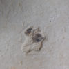 Seed - Image 4