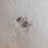 Seed - Image 2
