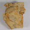 Beloitoceras plebium (Oncocerida) - Image 5
