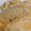 Beloitoceras plebium (Oncocerida) - Image 6