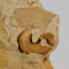 Beloitoceras plebium (Oncocerida) - Image 7