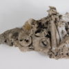 Nautiloids preserved as glass - Tripteroceroides - Image 5