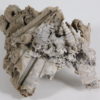 Nautiloids preserved as glass - Tripteroceroides - Image 6