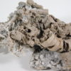 Nautiloids preserved as glass - Tripteroceroides - Image 2