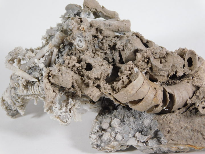 Nautiloids preserved as glass - Tripteroceroides