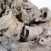 Nautiloids preserved as glass - Tripteroceroides - Image 3