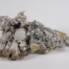 Nautiloids preserved as glass - Tripteroceroides - Image 4