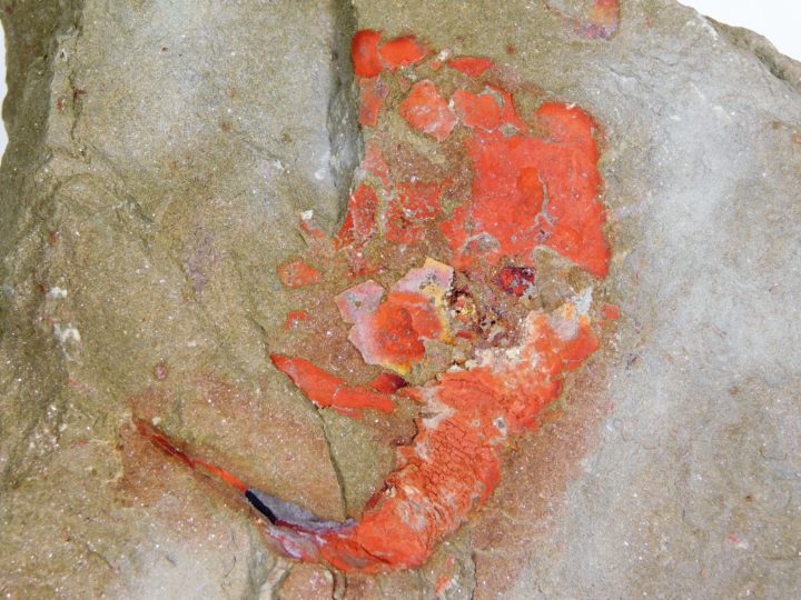 Strange flat-tailed carpoid - Plasiacystis