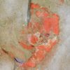 Strange flat-tailed carpoid - Plasiacystis - Image 2