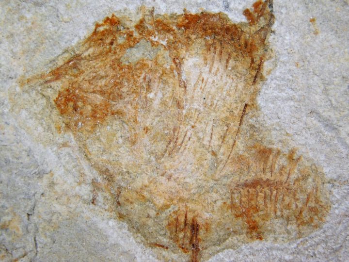 Deepwater Hatchetfish from California - Argyropelecus bullockii