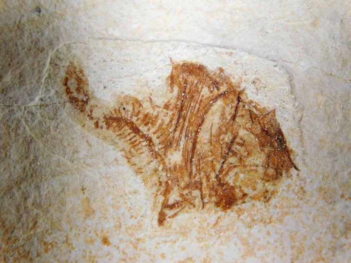 Deepwater Hatchetfish from California - Argyropelecus bullockii