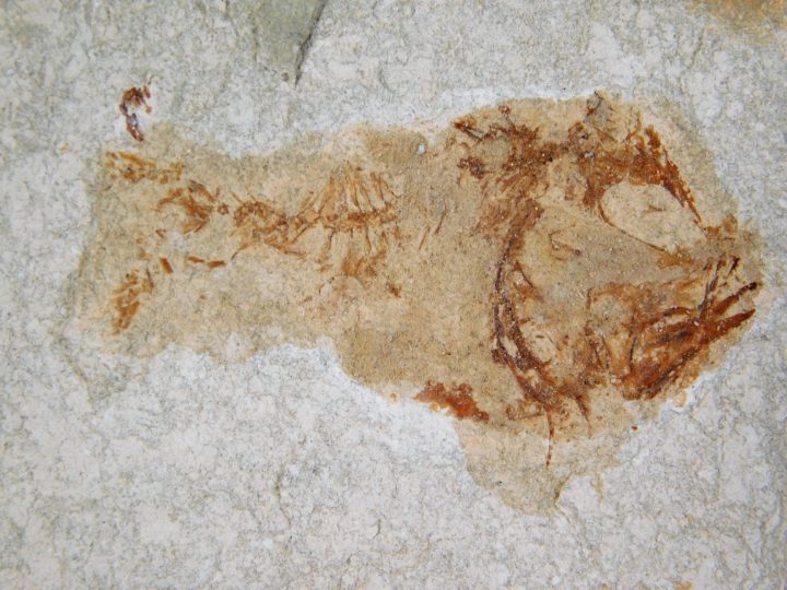 Deepwater Hatchetfish from California - Argyropelecus bullockii