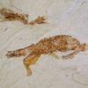 Large California Crab, The Natural Canvas