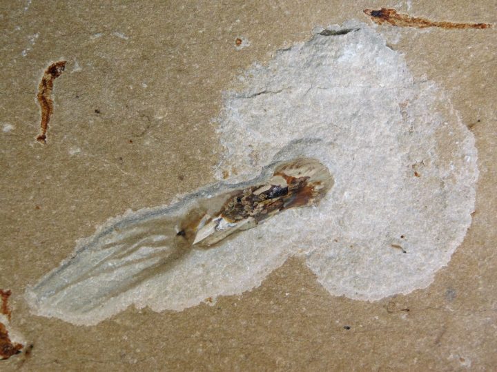 Fossil squid, The Natural Canvas