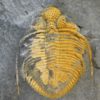 Coronocephalus gaoluoensis Wu - Image 4