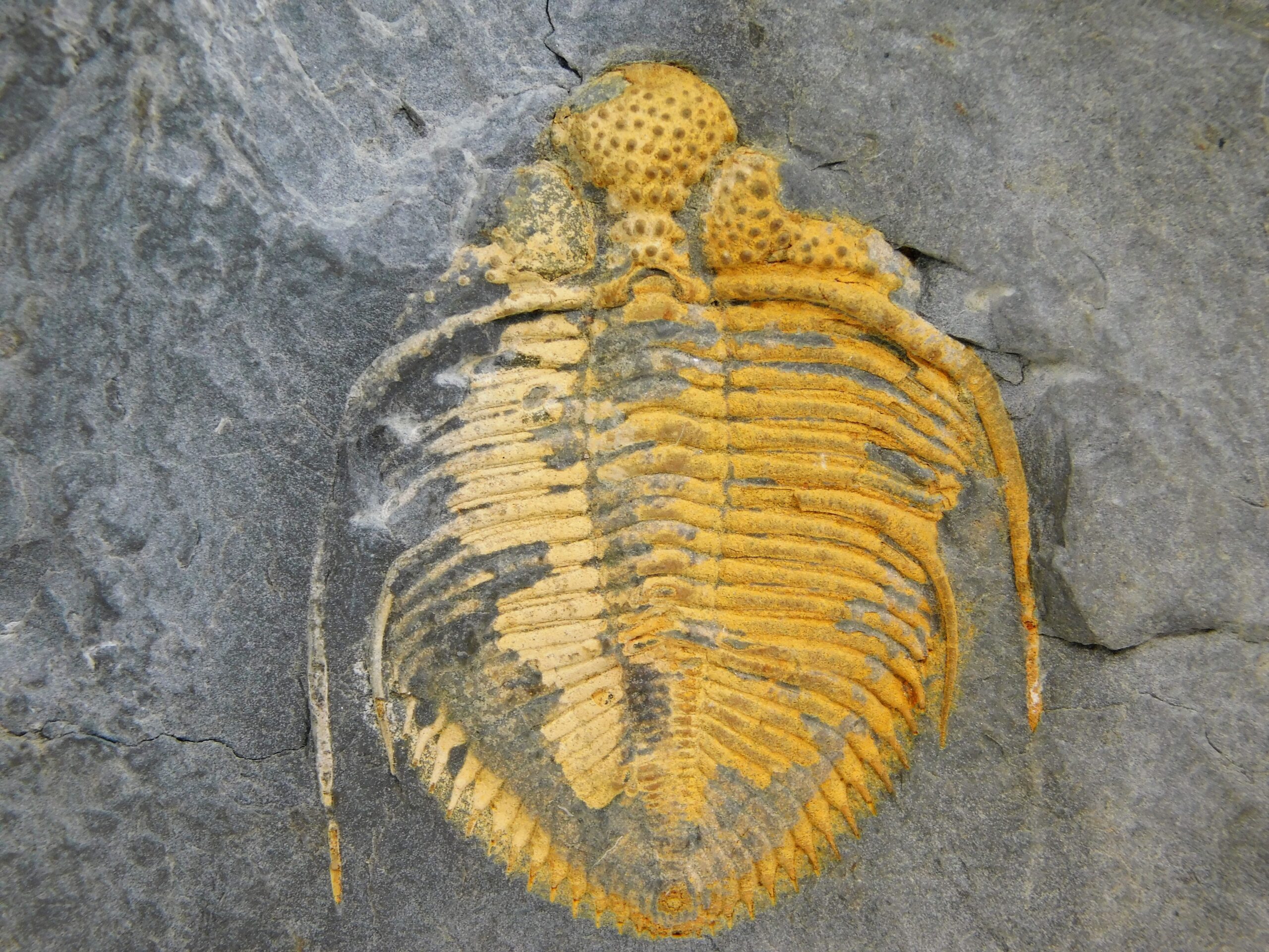 Coronocephalus gaoluoensis Wu - Image 4