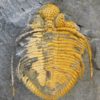 Coronocephalus gaoluoensis Wu - Image 5