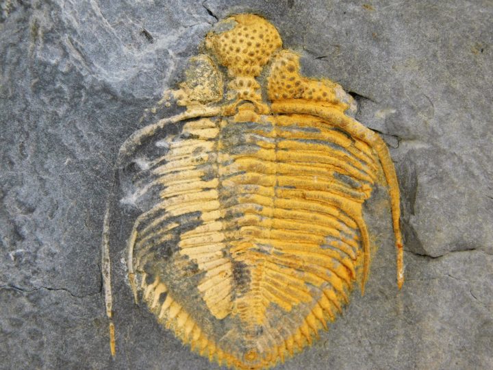 Coronocephalus gaoluoensis Wu, The Natural Canvas