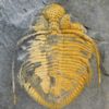 Coronocephalus gaoluoensis Wu - Image 2