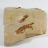 Two Large Crabs - Image 2