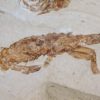 Two Large Crabs - Image 3
