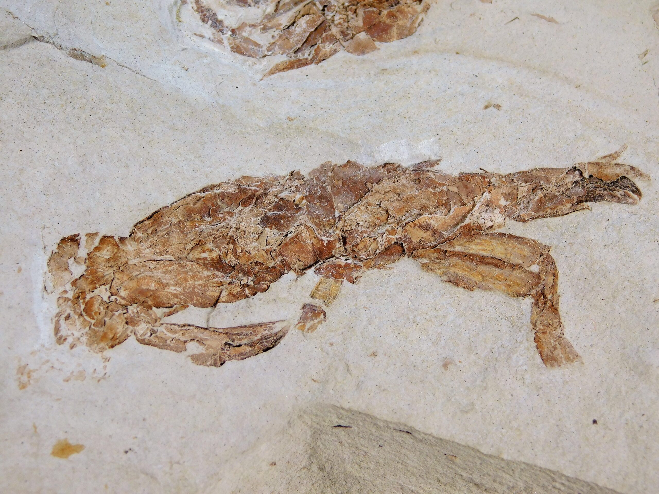 Two Large Crabs - Image 3