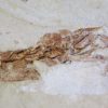 Two Large Crabs - Image 4