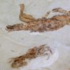 Two Large Crabs - Image 5