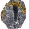 Giant hyolith - Hyolithes tenustriatus - Image 5