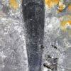 Giant hyolith - Hyolithes tenustriatus - Image 6